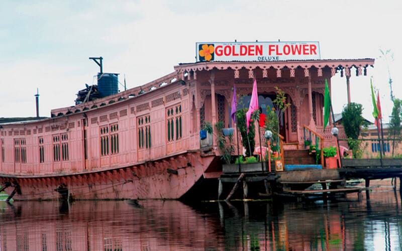 Pink Golden Flower, Srinagar 1